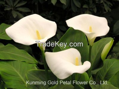 Natural Best Price Fresh Cut Flower Calla Lily