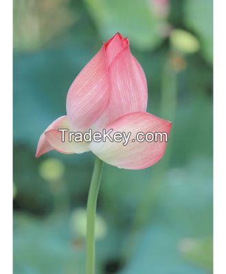 Wholesale Decoration High Quality Fresh Cut Flowers Water Lily