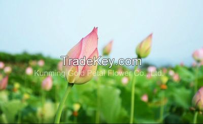 Wholesale Decoration High Quality Fresh Cut Flowers Water Lily