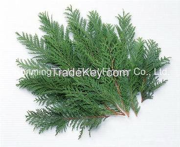 Fresh Cut Leaves Aurea for Wonderful Decoration