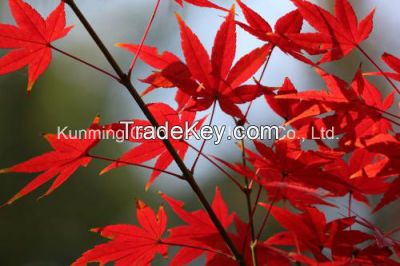 Natural Decorative Beautiful Plants Fresh Cut Leaves Maple