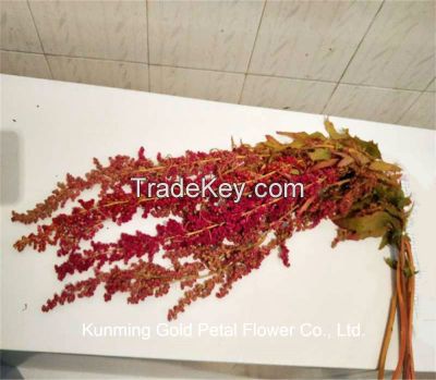 Natural Fresh Cut Flowers Yunnan Chenopodium