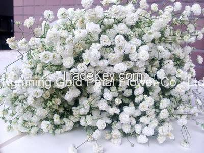 High Quality Fresh Cut Flower Natural Gypsophila