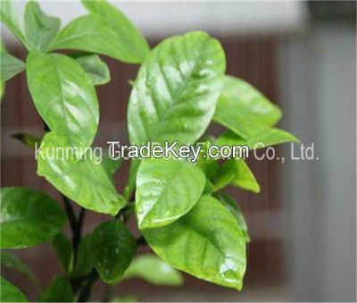 Plants High Quality Fresh Cut Leaves Gardenia