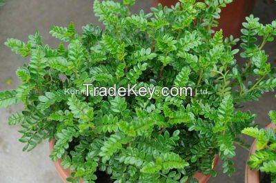 Green Decorative Plants Fresh Cut Leaves Murraya