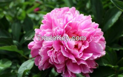 Beautiful Natural High Quality Fresh Cut Flower Chinese Peony