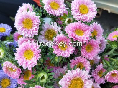 Wholsales Superior Quality Fresh Cut Flower Small Chrysanthemum