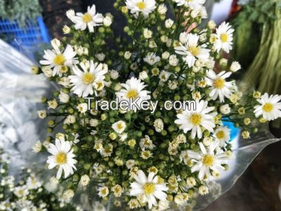 Wholsales Superior Quality Fresh Cut Flower Small Chrysanthemum