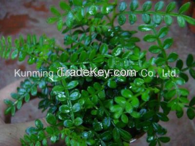 Green Decorative Plants Fresh Cut Leaves Murraya