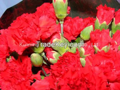 Wholsales Wonderful Quality Fresh Cut Flower Spray Red Carnation