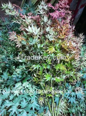 Natural Decorative Beautiful Plants Fresh Cut Leaves Maple