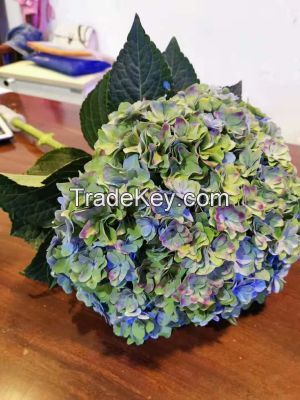 Wholesale Beautiful Fresh Cut Hydrangea Flowers for Weddings Home Office Decoration