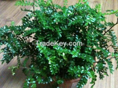 Green Decorative Plants Fresh Cut Leaves Murraya