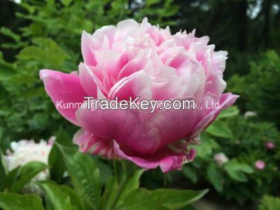 Beautiful Natural High Quality Fresh Cut Flower Chinese Peony