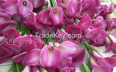 Natural Best Price Fresh Cut Flower Calla Lily