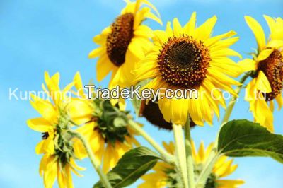 Superior Floral Fresh Cut Flowers Sun Flowers