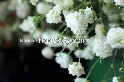 High Quality Fresh Cut Flower Natural Gypsophila