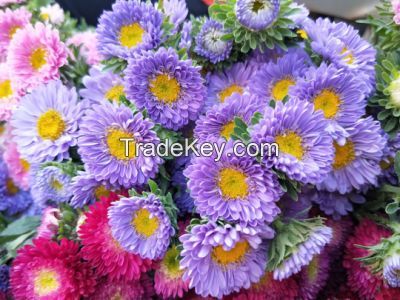 Wholsales Superior Quality Fresh Cut Flower Small Chrysanthemum