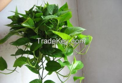 Salable Plants Fresh Cut Leaves Hedera for Decoration