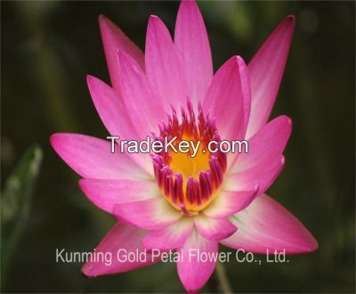 Wholesale Decoration High Quality Fresh Cut Flowers Water Lily