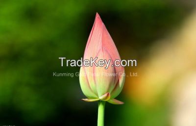 Wholesale Decoration High Quality Fresh Cut Flowers Water Lily