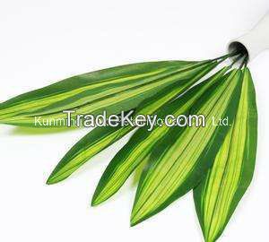 Fresh Cut Leaves Natural Dracaena