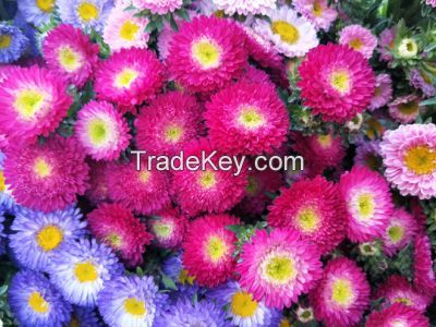 Wholsales Superior Quality Fresh Cut Flower Small Chrysanthemum