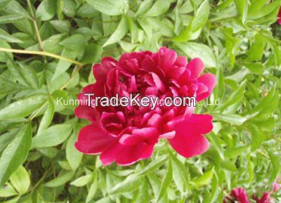 Beautiful Natural High Quality Fresh Cut Flower Chinese Peony