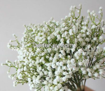 High Quality Fresh Cut Flower Natural Gypsophila