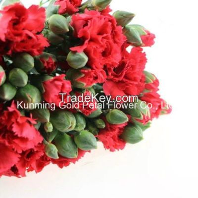 Wholsales Wonderful Quality Fresh Cut Flower Spray Red Carnation