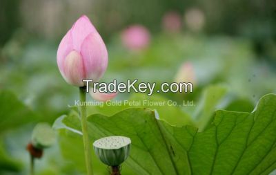 Wholesale Decoration High Quality Fresh Cut Flowers Water Lily