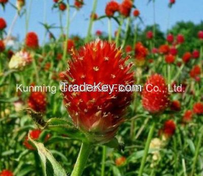 Best Price And Quality Flowers Fresh Cut Flower Red Gomphrean