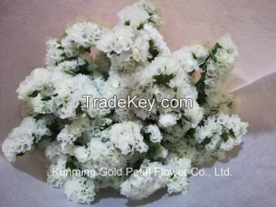 High Quality Salable Bouquet Fresh Cut Flowers White and Light Purple Statice