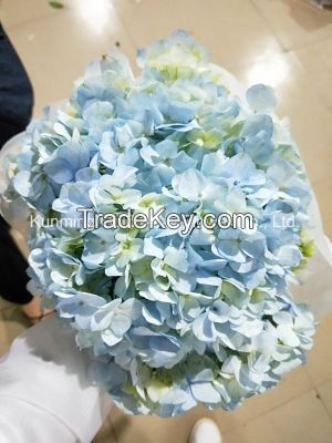 Wholesale Beautiful Fresh Cut Hydrangea Flowers for Weddings Home Office Decoration