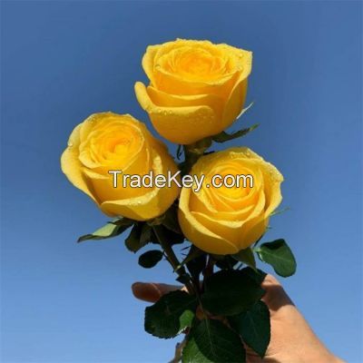 Beautiful Natural High Quality Fresh Cut Flower Chinese Peony