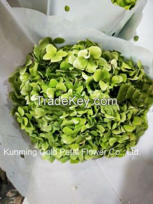 Decorative Superior Quality Fresh Cut Flowers Hydrangea for Christmas