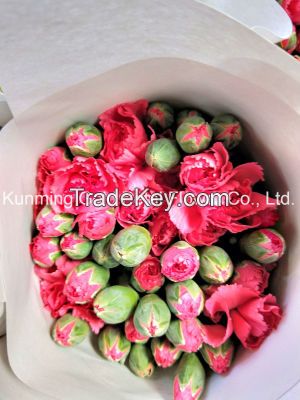 Wholsales Wonderful Quality Fresh Cut Flower Spray Red Carnation