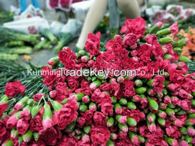 Wholsales Wonderful Quality Fresh Cut Flower Spray Red Carnation
