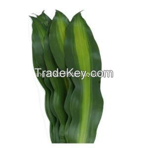 Fresh Cut Leaves Natural Dracaena