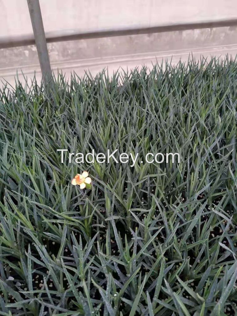 Wholesale Fresh Carnation Seedlings For Planting China Export