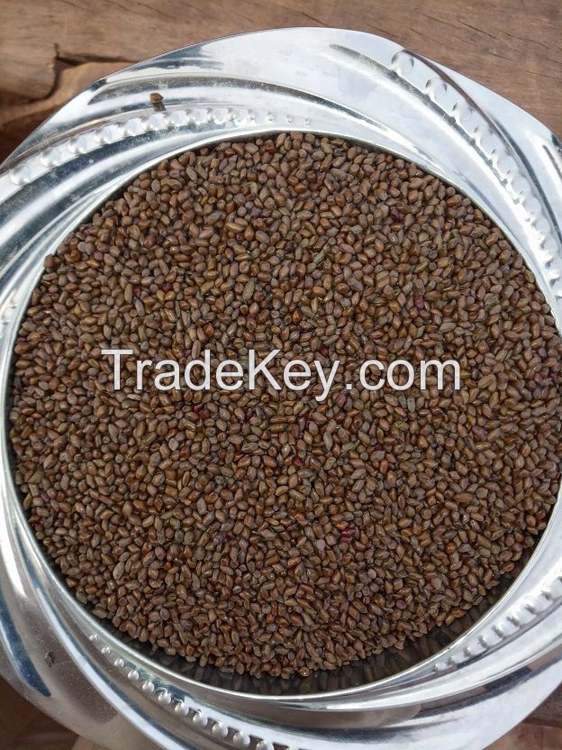 Cassia tora seeds