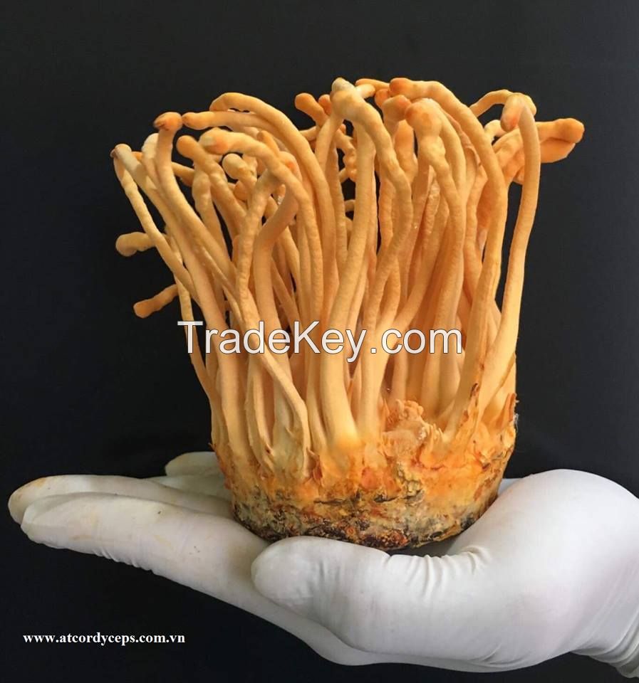 Cordyceps Militaris