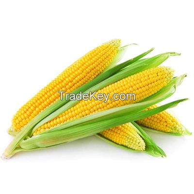 Corn Maize