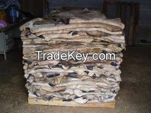 Dry And Wet Salted Donkey Hide, Wet Cow Hides