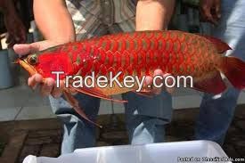 Super Cute Blood Red Arowana Fish On Sale