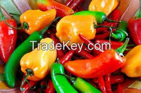 fresh red chilli peper