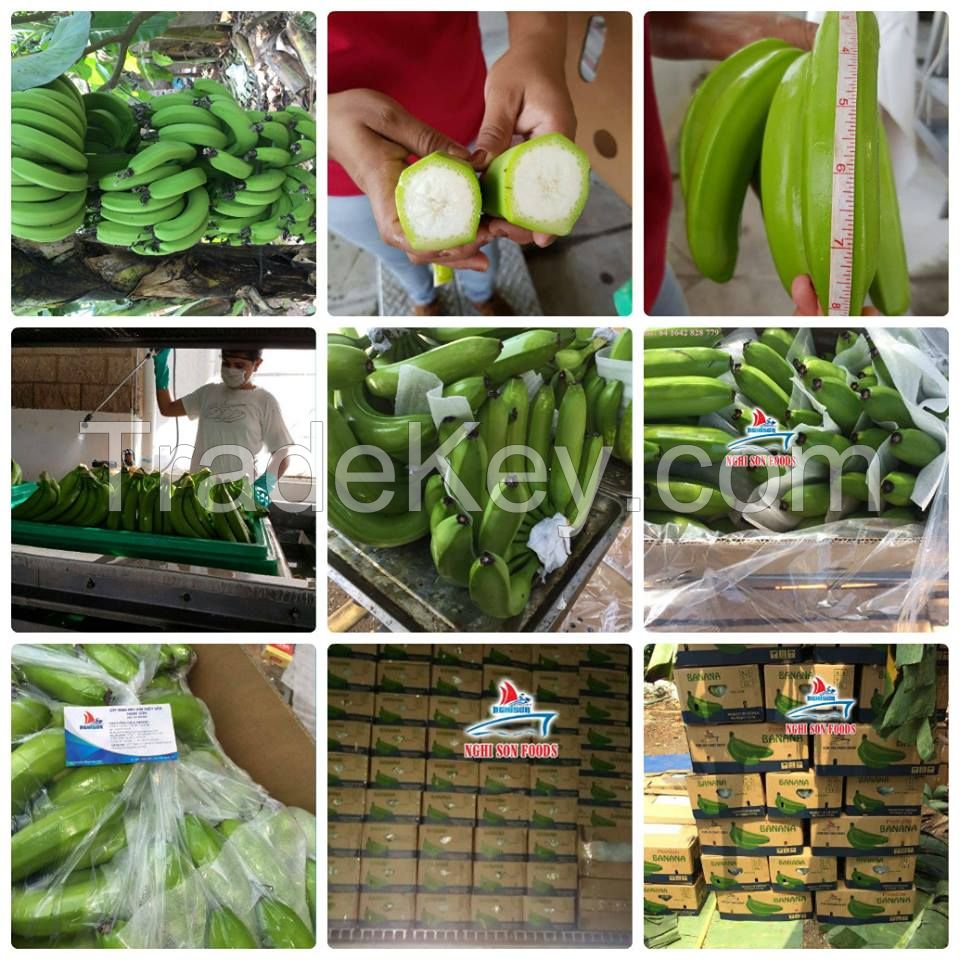 VIETNAMESE FRESH CAVENDISH BANANA ( Ms Ruby +84 342828779)