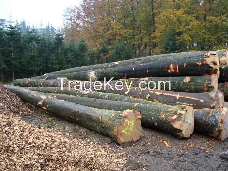 Cheap Birch,Beech,Oak,Pine and Ash Logs