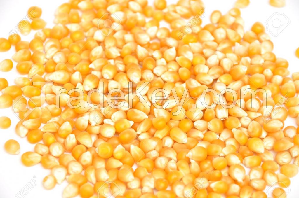 Yello Corn 