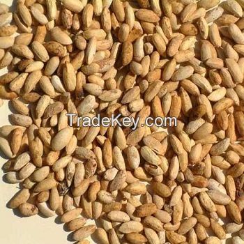 Fenugreek Seed ,premium quality gamut of Fenugreek Seed for sale